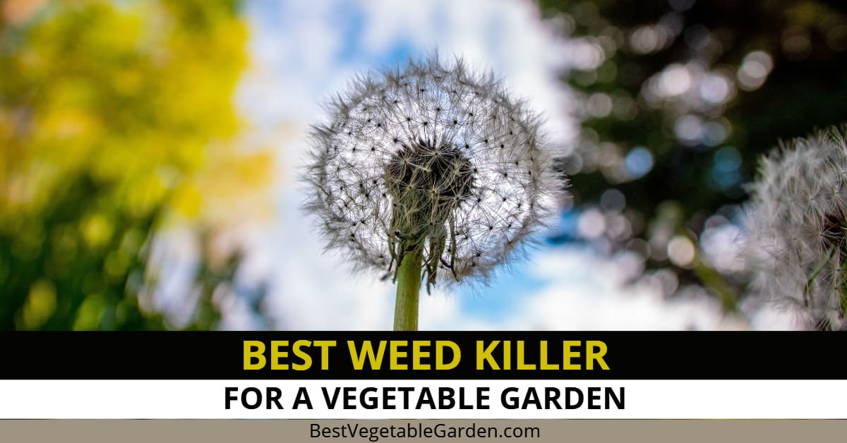 Best Weed Killer For A Vegetable Garden To Keep Weeds Out 2024