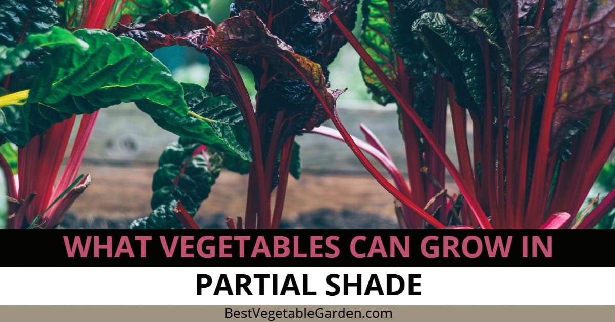 What Vegetables Can Grow In Partial Shade or Sun 2024