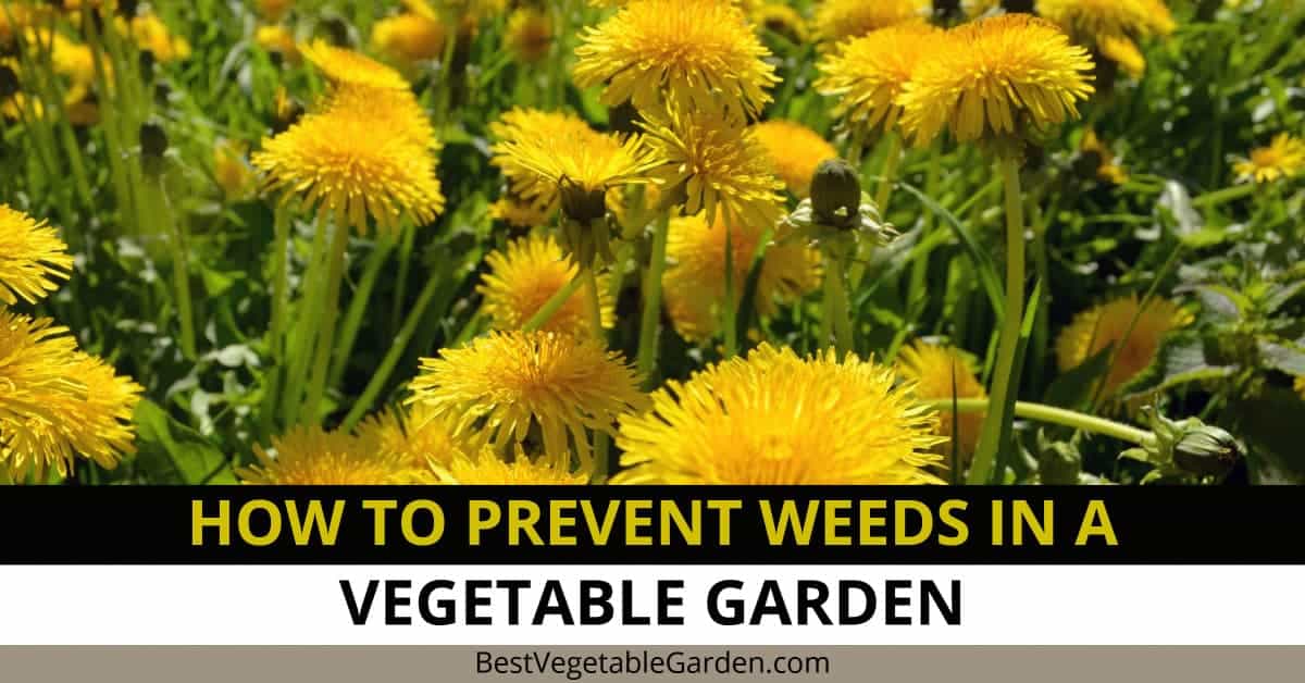 How To Prevent Weeds In A Vegetable Garden 2024